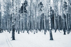 Forest covered in snow